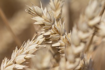 Golden staple crop wheat at harvest for Thanksgiving in autumn. Macro photography of the golden...