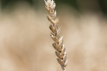 Single golden staple crop wheat plant at fall harvest time. Macro photography of the golden summer...