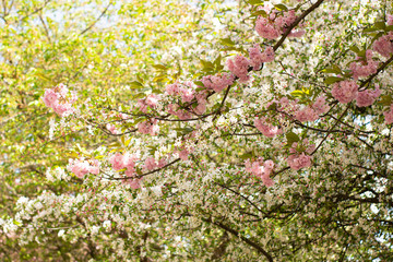 Beauty of spring nature with blossom