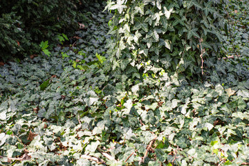 Obraz premium Spring white flowers in nature