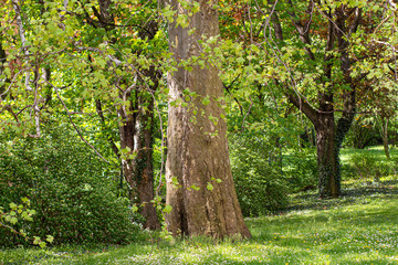 Beauty of green trees in nature