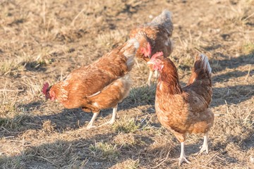 Brown chickens live outdoors at bio poultry farm grass meadow. Rural agriculture scene with free happy hens outdoor. Ecological animal farming and self sufficiency by sustainable fowl livestock
