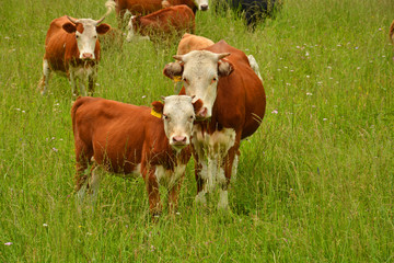Naklejka na ściany i meble Cows grazing in a pasture in the mountains