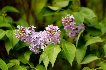 Blooming lilac in nature