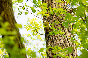 Woodpecker among tree branches in summer nature