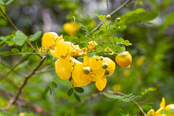 Bright yellow blossoming flowers close-up