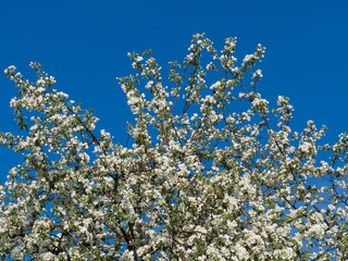 Blooming apple tree on a background of blue sky