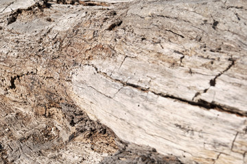 Alter getrockneter Holz Baumstamm
