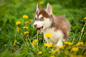 husky puppy siberian dog outdoor in spring © _DeingeL_