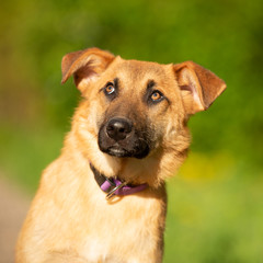 portrait of a mutt dog looking surprised
