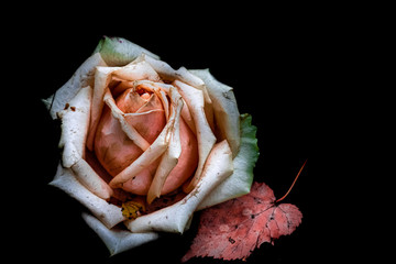 a wilting rose with an autumn leaf