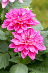 Pink dahlia flowers blooming in a spring garden. Springtime flower