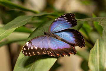 Blue monarch butterfly macro in nature