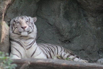 white Bengal tiger in the zoo alone