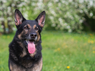 German shepherd portrait on a natural background, copy space