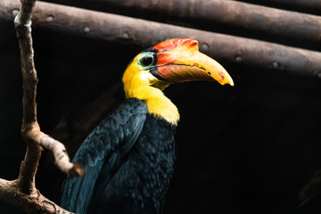 yellow billed hornbill