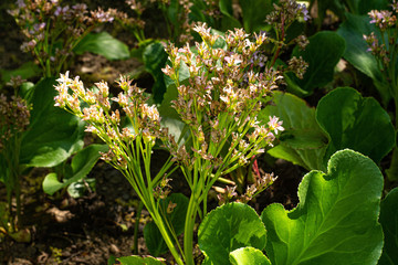 Obraz premium Spring small blossoming in macro