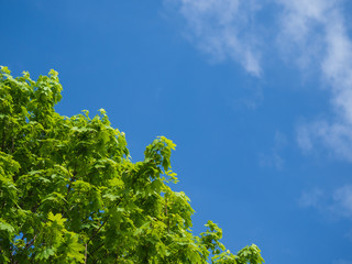 Tree branches with green foliage against a blue sky, copy space