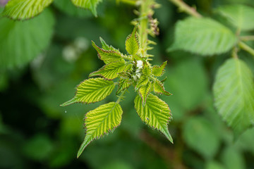 Young fresh green leaves in macro
