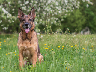 German shepherd portrait on a natural background, copy space
