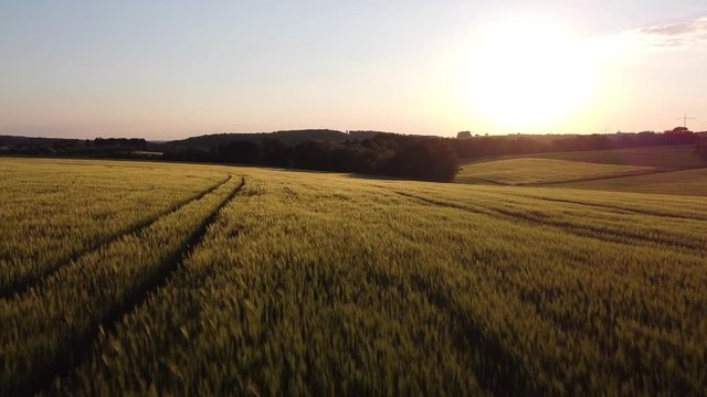 sunset over the field