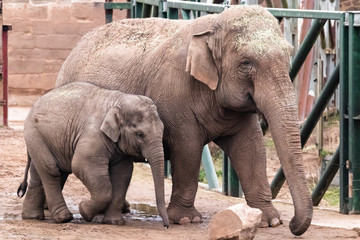 Naklejka premium elephant in zoo