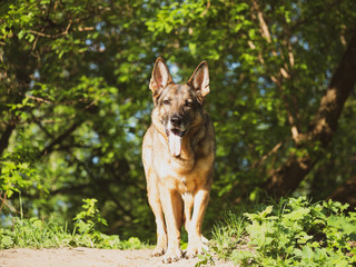 German shepherd portrait on a natural background