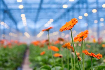 Fotobehang Gerbera Orange Gerbera flower on a blurred background greenhouses. Production and cultivation of flowers.Gerbera Plantation. Transvaal Daisy.  © Dima