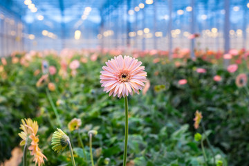 One pink gerbera flower against a blurred background greenhouses. Production and cultivation flowers.Gerbera plantation. Transvaal Daisy.
