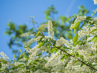 Blooming bird cherry on a bright sunny day. Natural background
