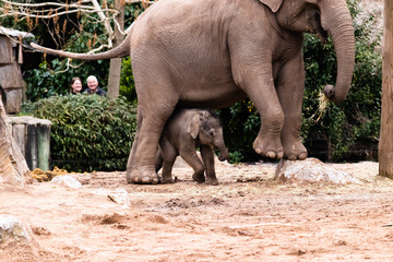 baby elephant in the zoo