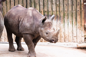 rhino in the zoo