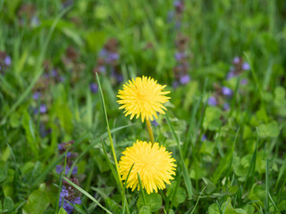 Field of Blooming Yellow Dandelions