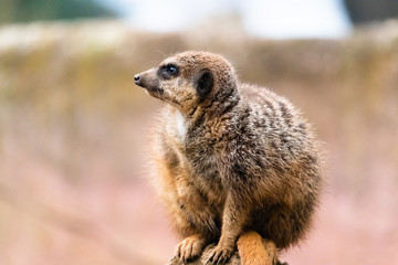 meerkat on guard duty