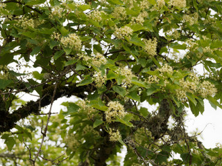 (Acer tartaricum) Érable de Tartarie ou érable du fleuve Amour aux panicules de fleurs blanc-crème, au feuillage dense, découpé vert brillant, plus clair au revers