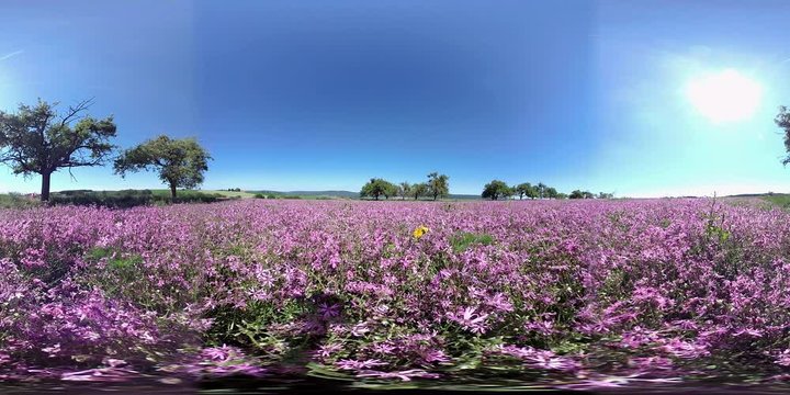 360VR, Feld mit bl&uuml;henden Kuckucks-Lichtnelken, Silene flos-cuculi, Samenerzeugung, Naturschutz, Landwirtschaft, VR360