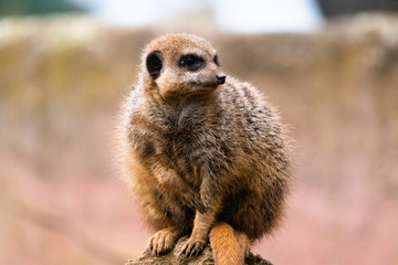 meerkat on the lookout