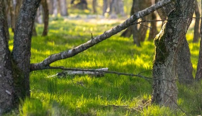 Piękny las podświetlony słońcem © Piotr