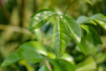 Three Green Leaves with Green Blur Background