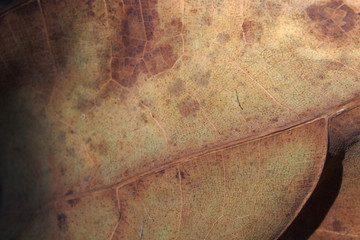 Dry teak tree leaf texture for background