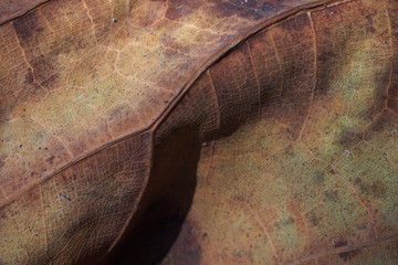 Dry teak tree leaf texture for background
