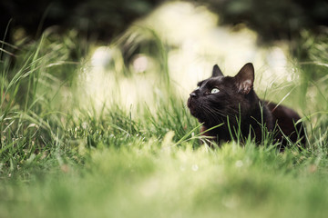 Fototapeta na wymiar Chat dans l'herbe