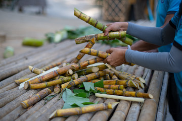 Preparing sugar cane for feeding elephants. Farmers hands sort sugarcane. Making rum.