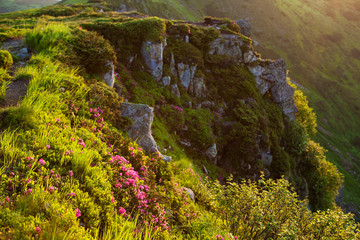 Blooming rhododendron in the Eastern Carpathians