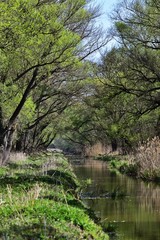 Frühlingslandschaft Nähe Barbacs, Ungarn, vertikal