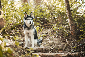 Husky en for&ecirc;t