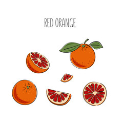 Hand drawn red orange. Vector illustration. Doodle citrus fruit.