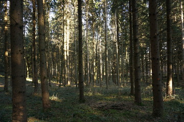 forest in autumn