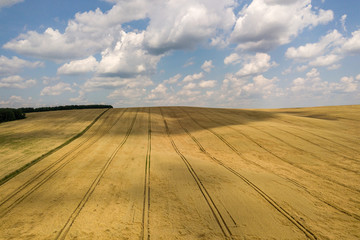 Aerial view of yellow agriculture wheat field ready to be harvested in late summer.