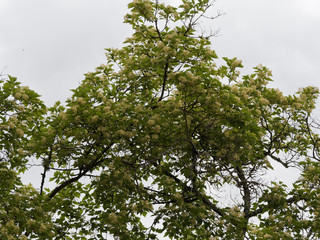 (Acer tartaricum) Érable de Tartarie ou érable du fleuve Amour, petit arbre au port évasé, cime arrondie, feuillage découpé vert brillant
